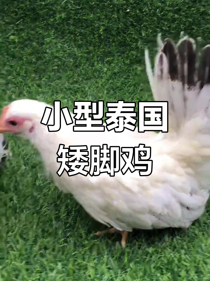 泰国矮脚鸡:小巧可爱的宠物