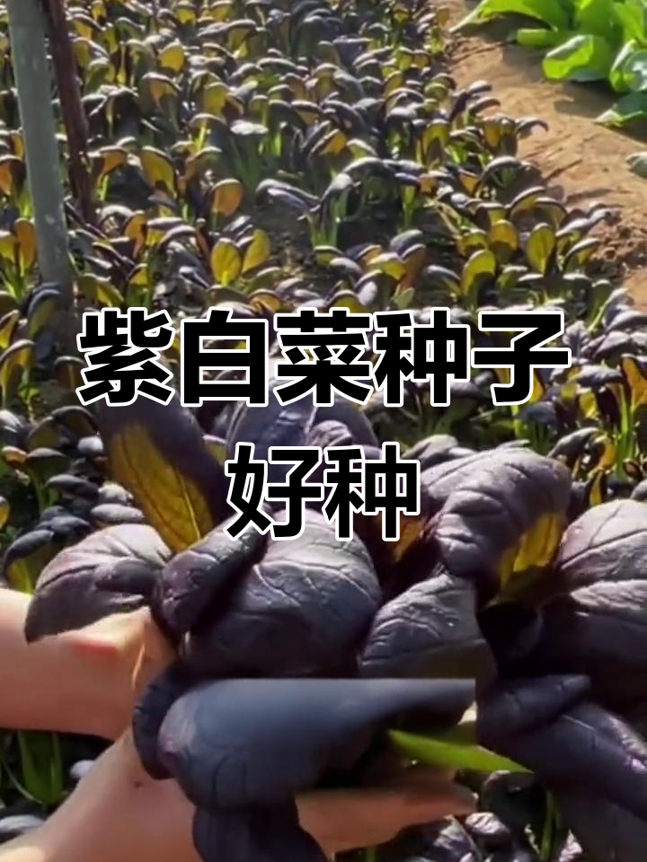紫色小油菜,三天发芽二十天收获,营养丰富又好吃