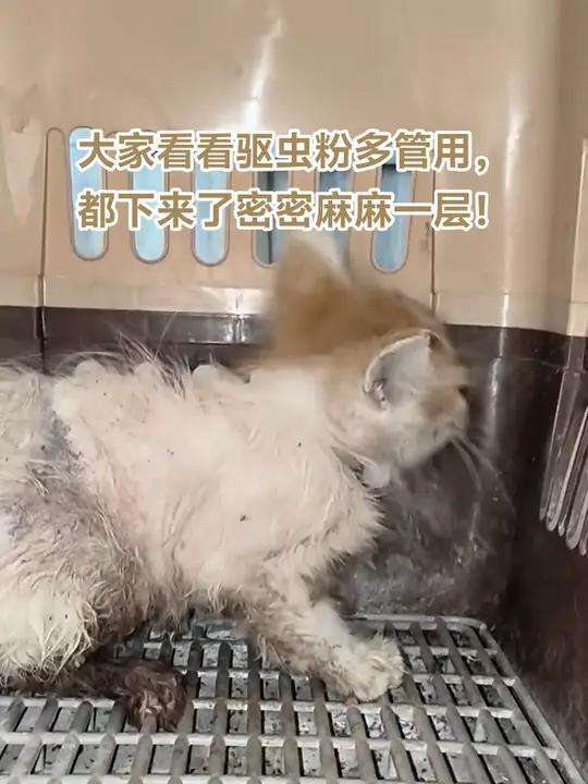 你们见过猫身上的虫子最多的是什么样子?这是我见过猫身上的虱子跳蚤小虫子最多的小流浪猫,真不
