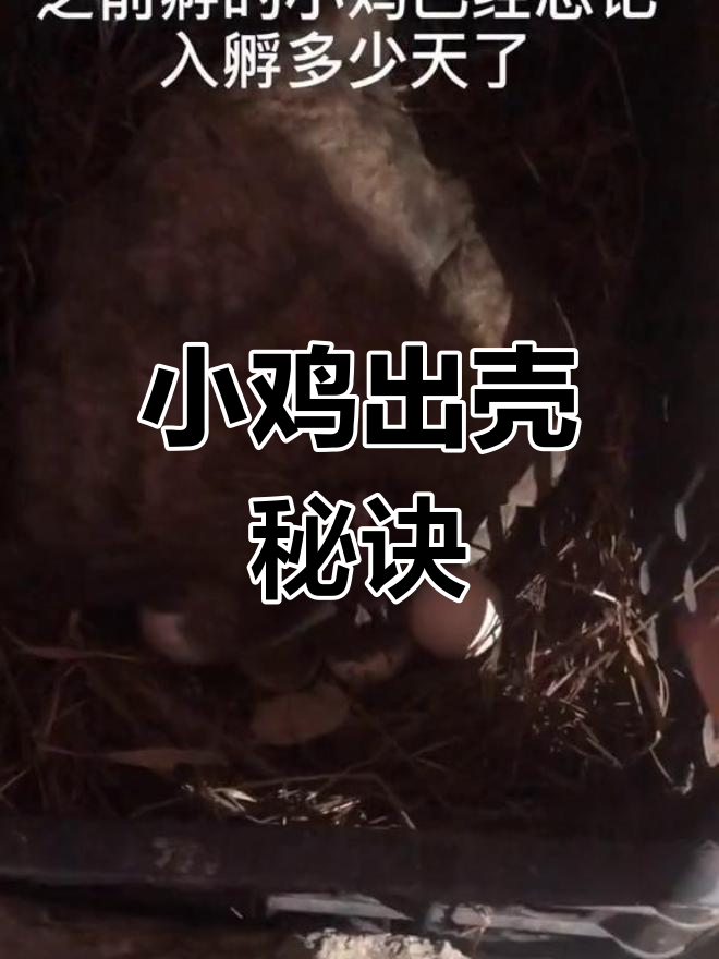 无需计时,轻松掌握小鸡出壳时机!
