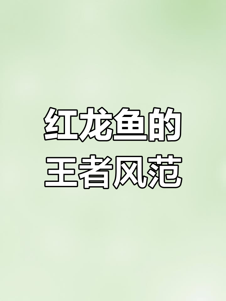 顶级红龙鱼,霸气身形与美丽花色的完美结合