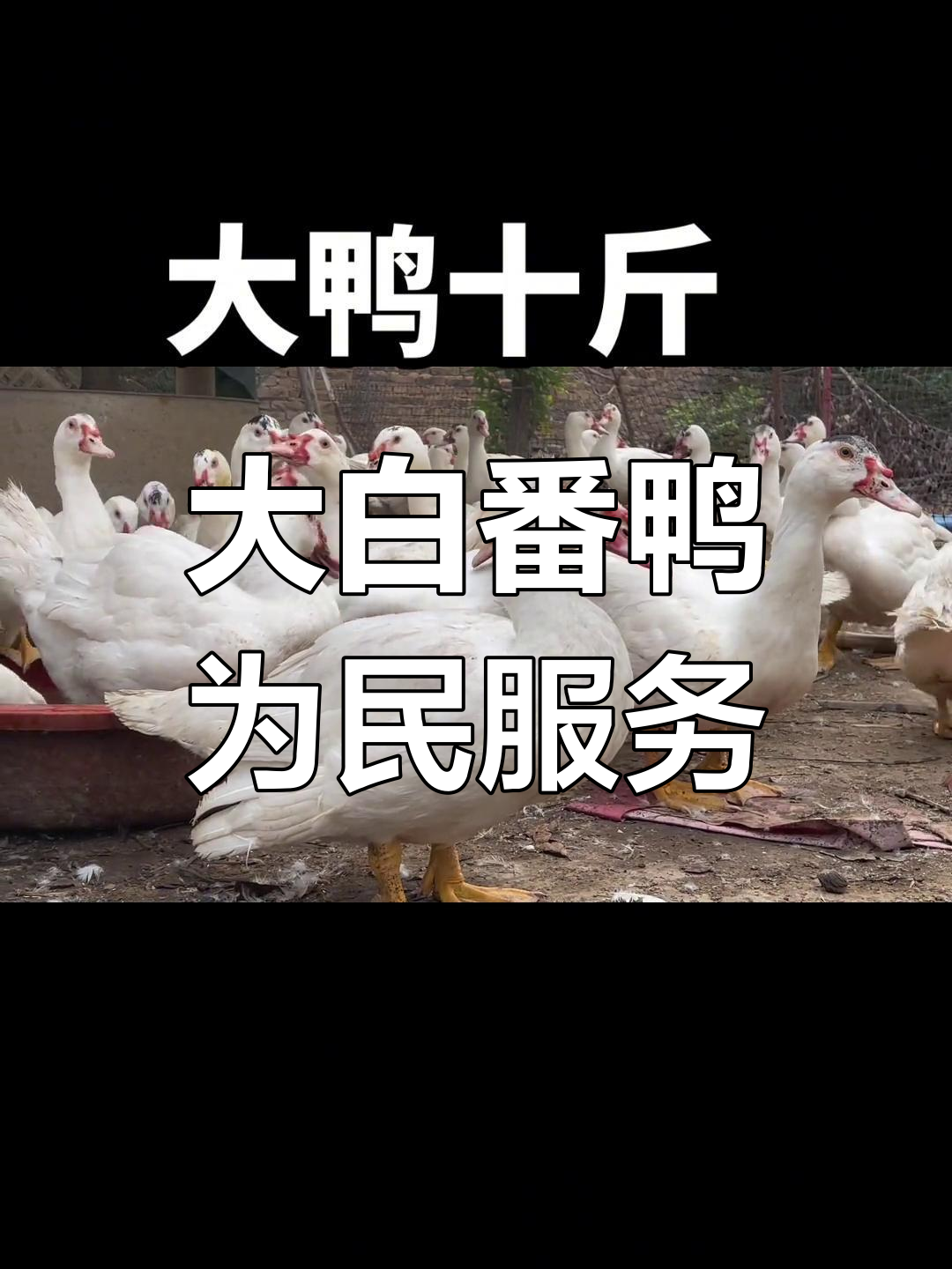 白番鸭大只,为人民服务!