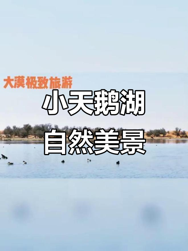 探秘小天鹅湖:沙漠中的候鸟天堂,摄影爱好者的绝佳之地