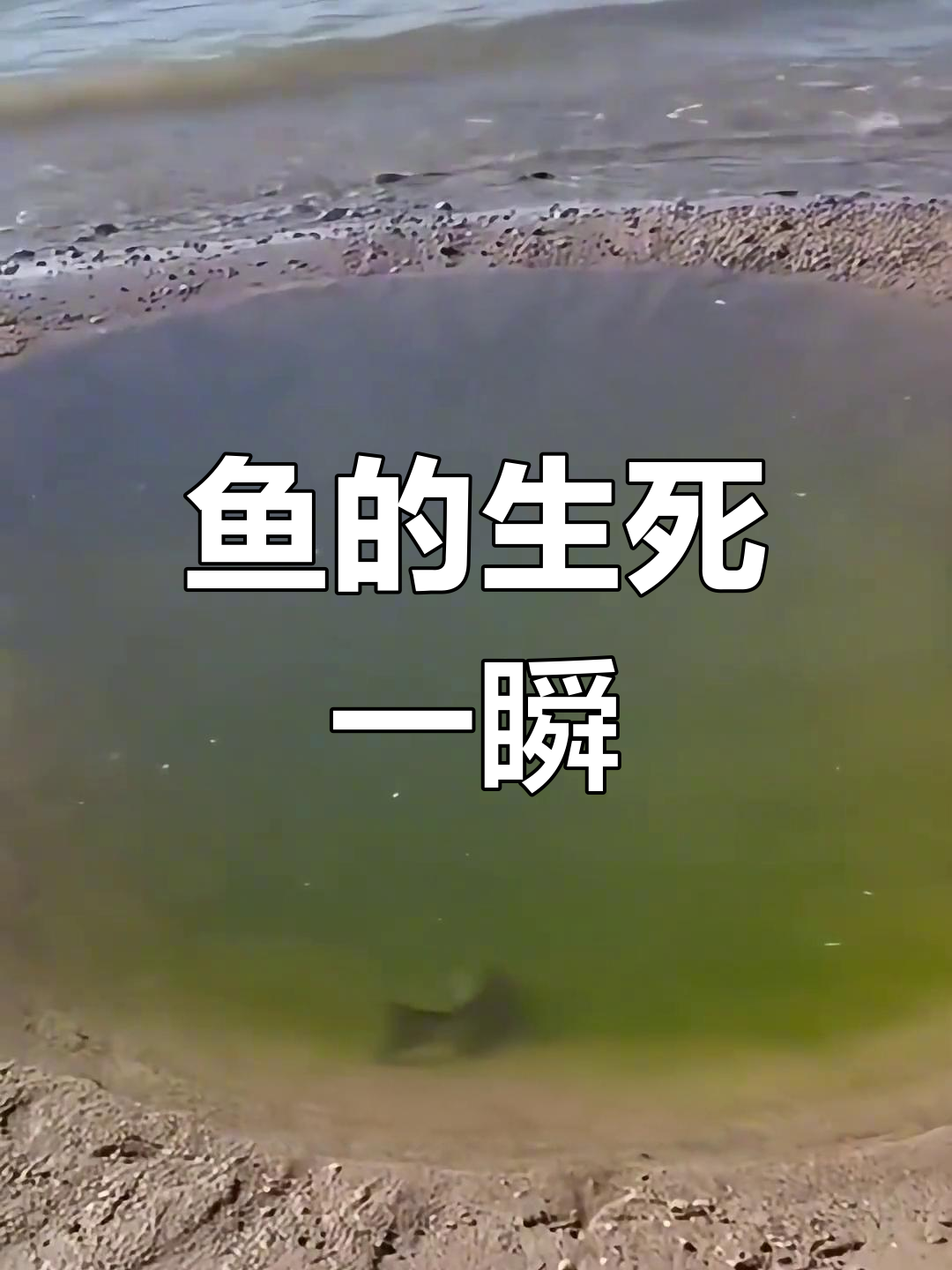 鱼跃困境,逆袭重生:从水潭到大海的挣扎与突破