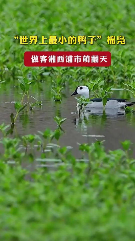 近日,摄影爱好者在湘西州泸溪县浦市镇记录到珍稀鸟类棉凫(雄鸟)的身影。它轻盈的浮在池塘的水