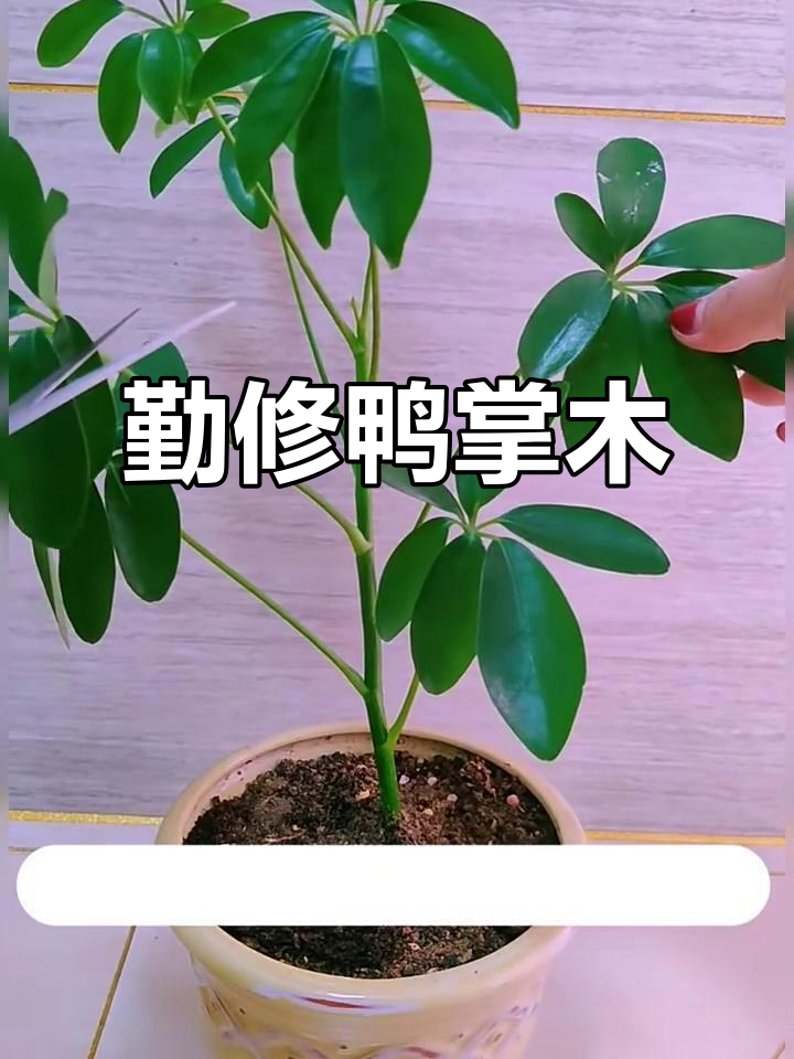 鸭掌木修剪技巧，打造更紧凑的株形