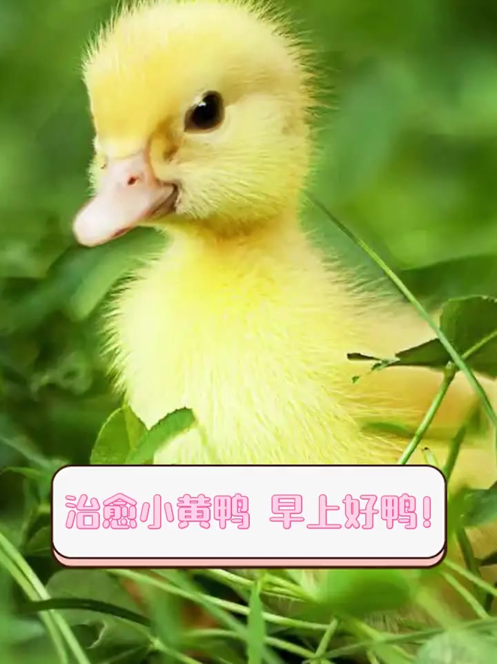 治愈小黄鸭,早上好鸭!