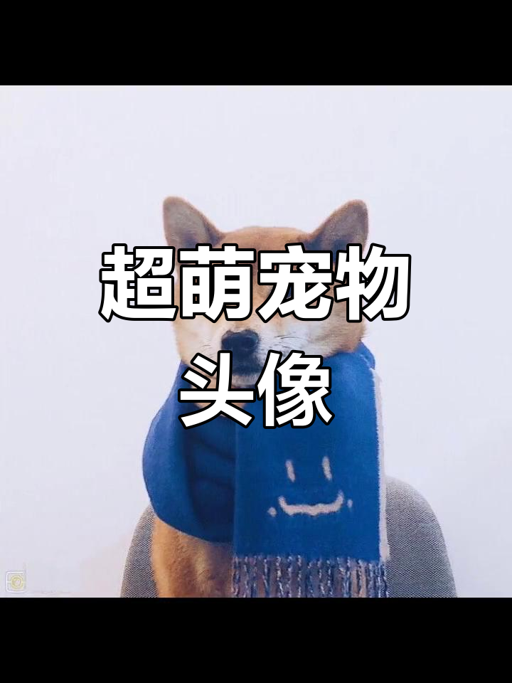 萌宠可爱动物头像推荐
