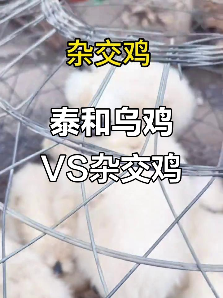武山街乌鸡与杂交鸡对比,体型差异惊人!