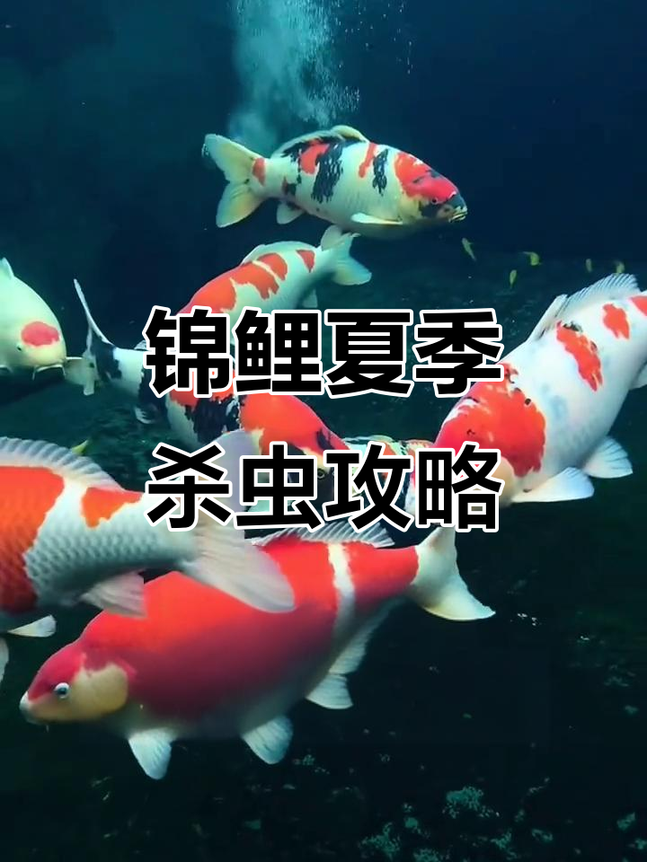 夏季锦鲤杀虫技巧，操作正确才能彻底清除寄生虫