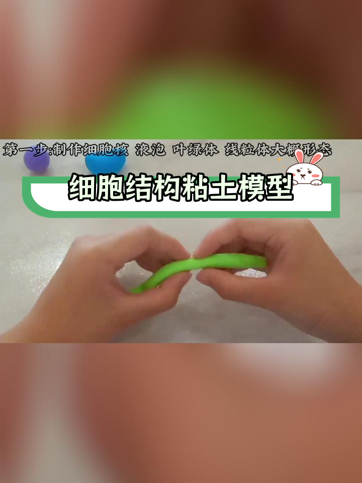 植物细胞粘土模型制作教程