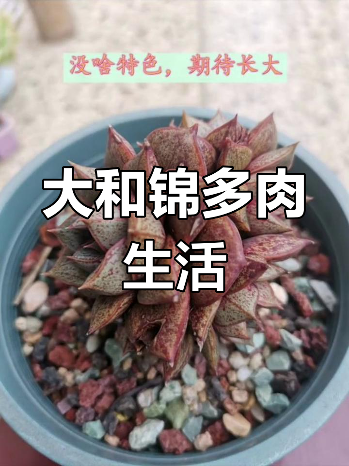 多肉植物大和锦的成长记录
