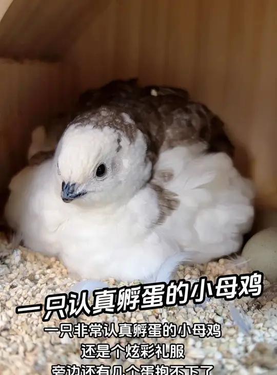 它真的好有母性光环啊。一只认真孵蛋的小母鸡。真不忍心打扰它,旁边漏了几枚蛋。小萌宠 萌宠出