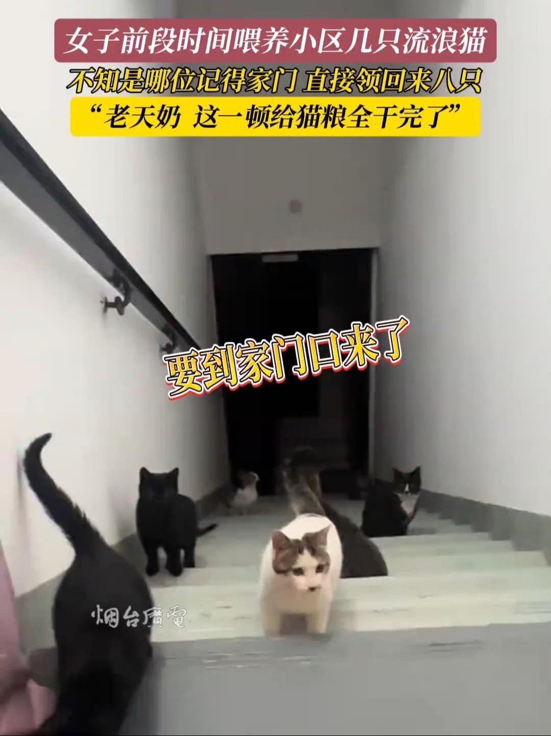 4月8日(采访时间),浙江杭州。喂了几只流浪猫结果来了一群猫。感谢分享@嵇峫 流浪猫 猫猫