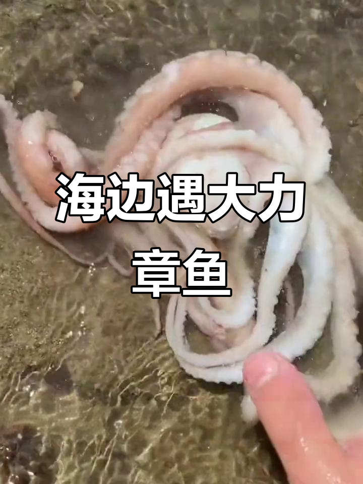 发现海边隐藏高手,章鱼哥力大无穷!