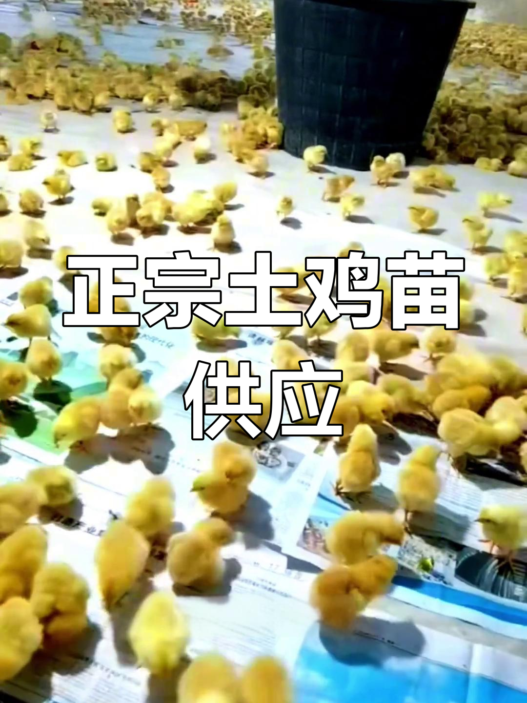 我是贵阳鸡苗供应商,实体店保证品种正宗