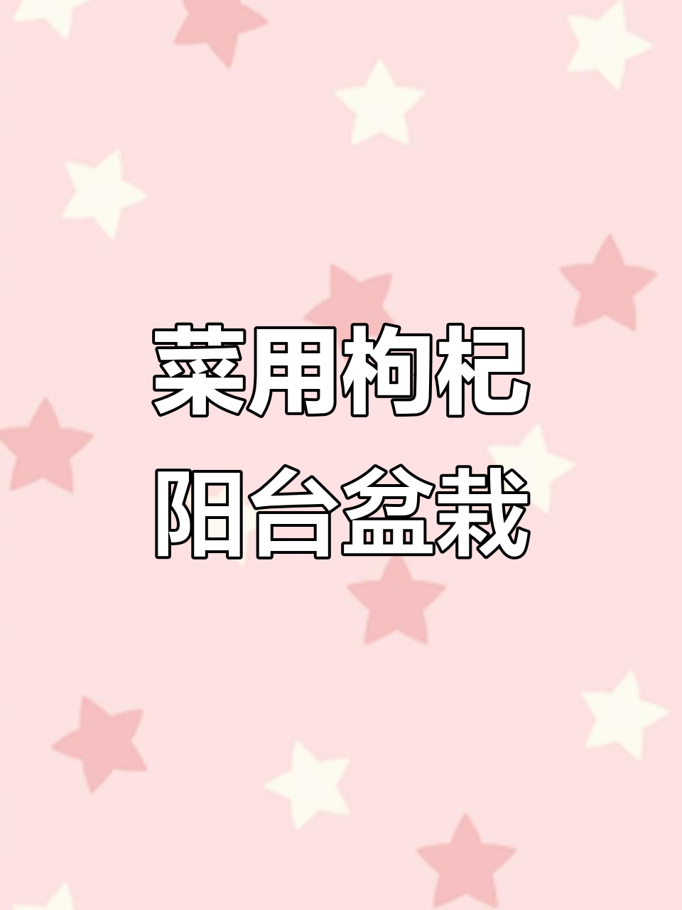 菜用枸杞,耐寒大叶,家庭种植超适合