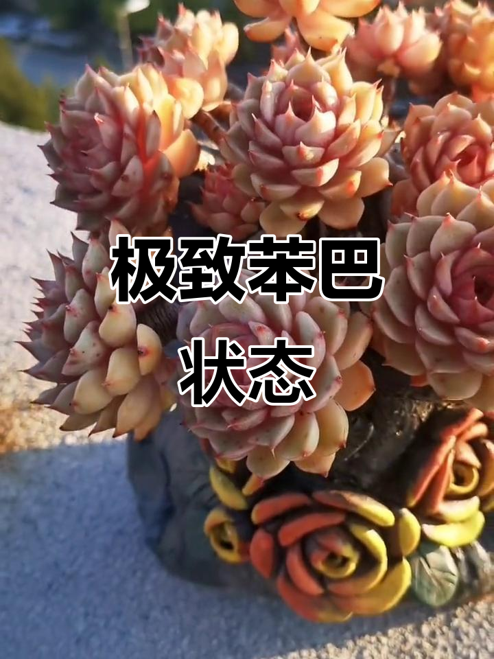 苯巴状态极佳,多肉生活乐趣满满