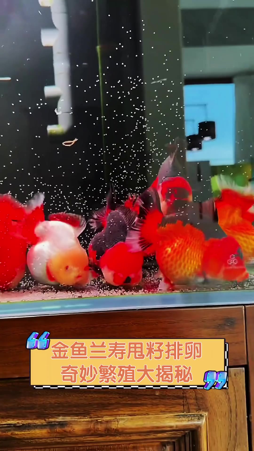 金鱼兰寿甩籽排卵,奇妙繁殖大揭秘