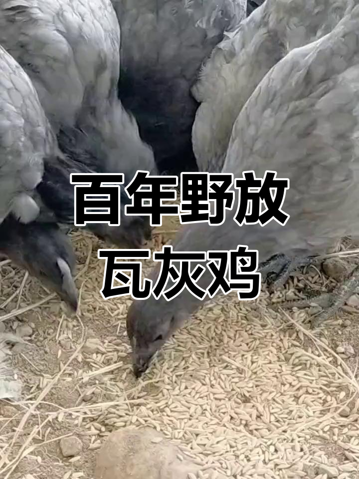 1700年传承,野生瓦灰鸡,免疫完备,生态放养