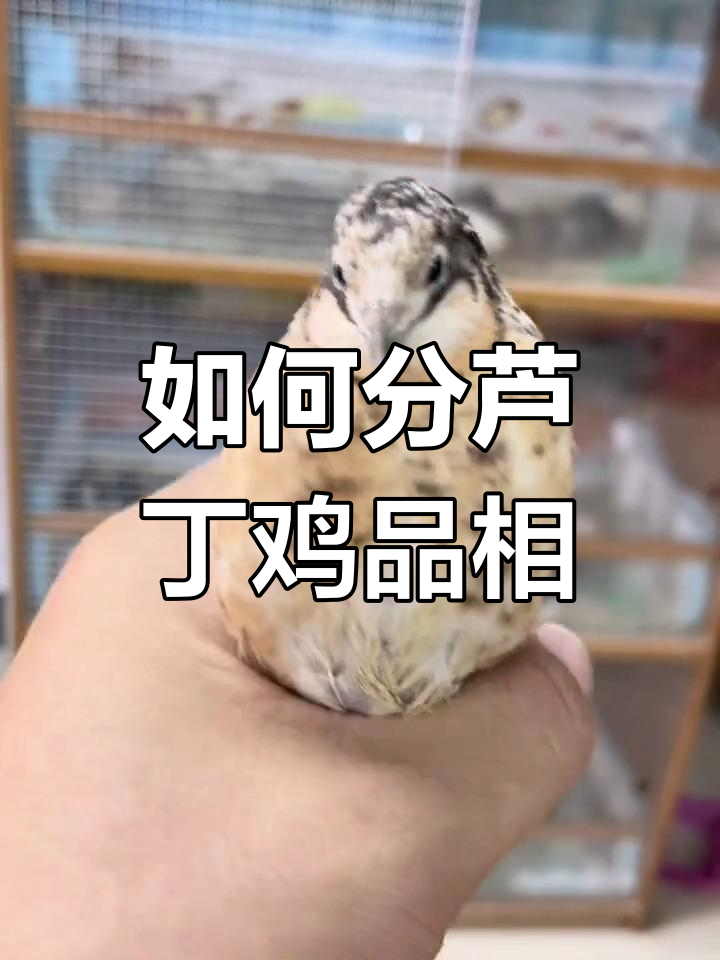 芦丁鸡品相解析:如何区分不同种类