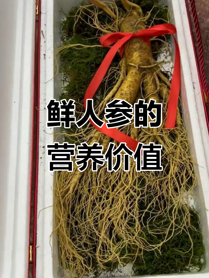 鲜人参的多种吃法与功效,泡茶、煲汤、泡酒皆宜