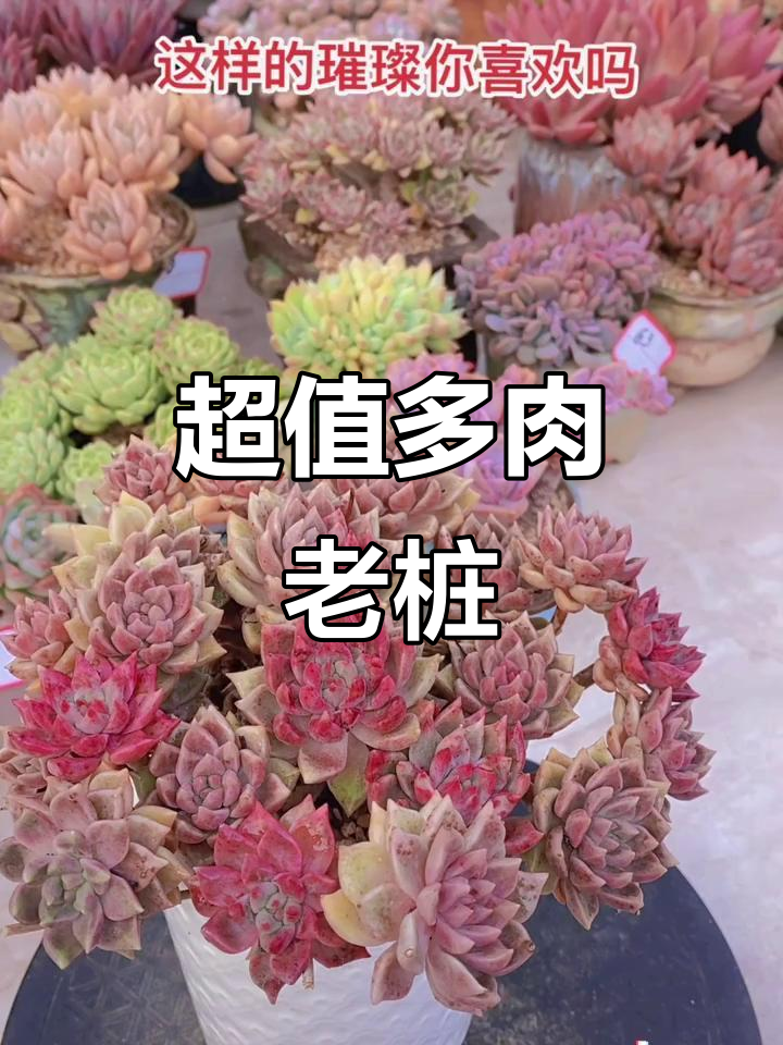 性价比超高的多肉老桩,等你来挑!