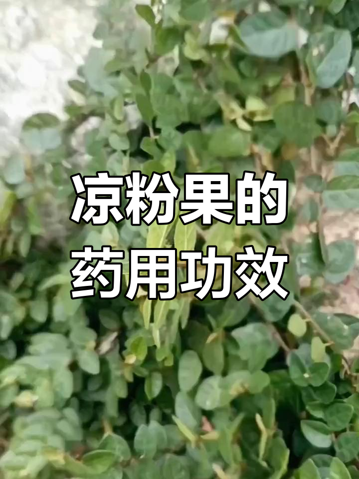 凉粉果的植物学特征与药用价值