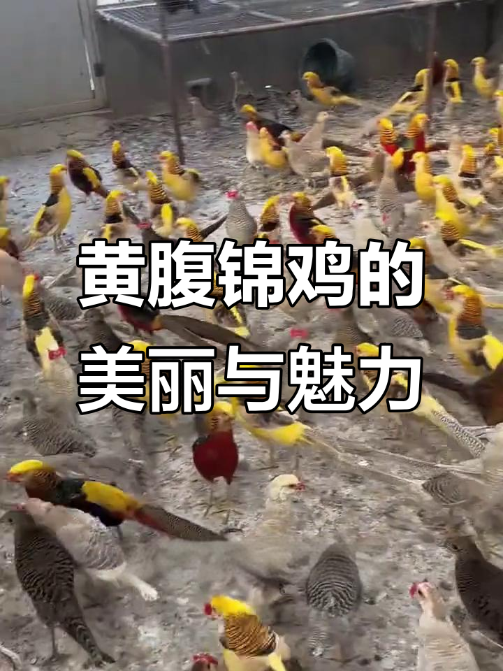 东方宝石黄腹锦鸡,农村养殖新宠