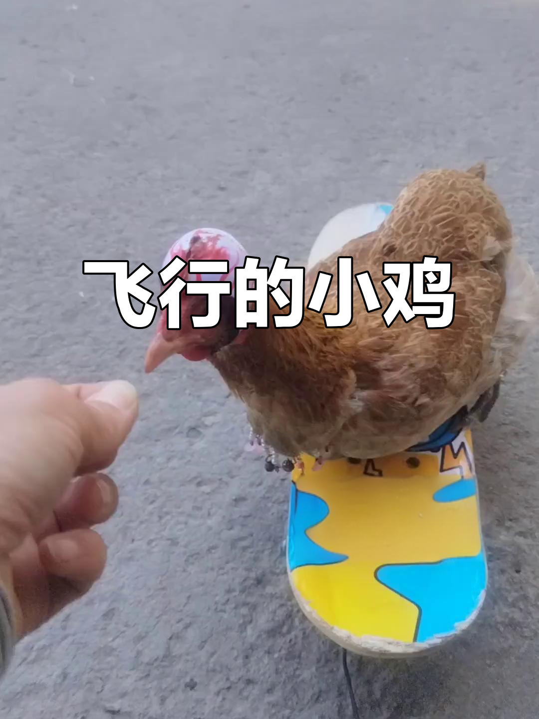 这只小鸡戴安全帽飞檐走壁,简直成精了!