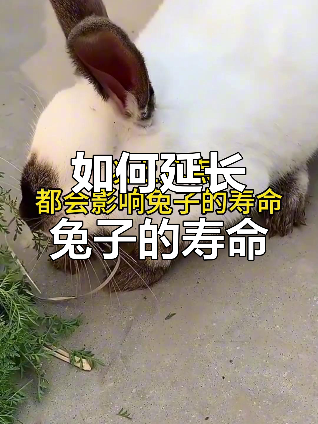 兔子寿命能有多长?这些行为可能影响健康