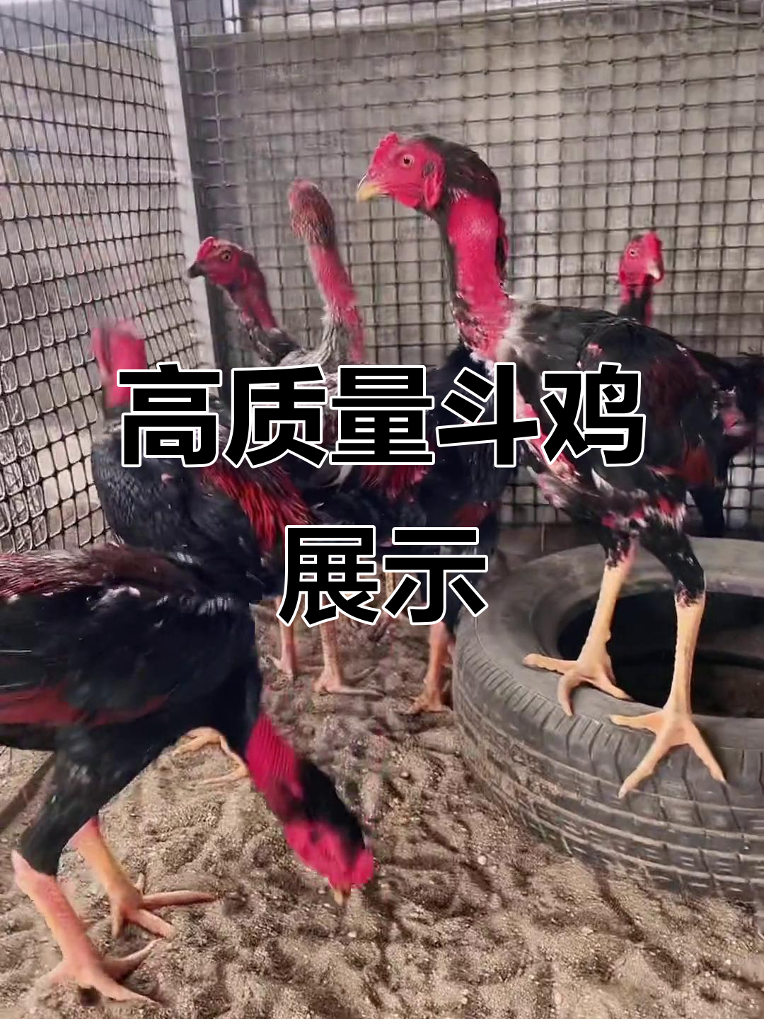 越南斗鸡大赛精彩瞬间,7条大骨架斗鸡展现精品风采