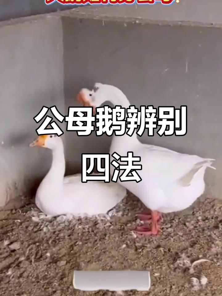 分辨公母大鹅,掌握这四个技巧轻松搞定