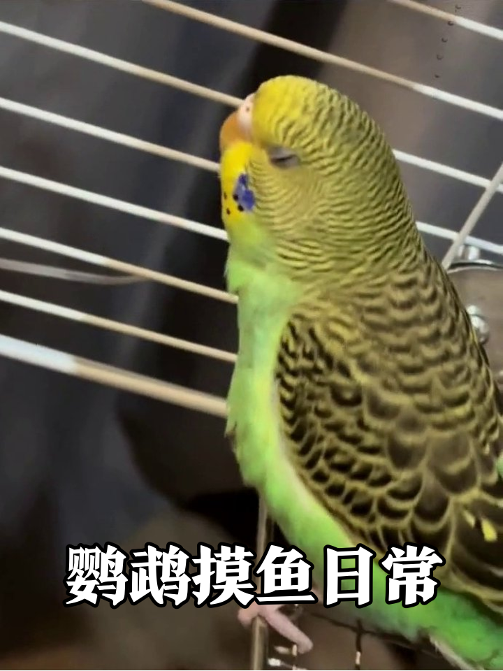 虎皮鹦鹉上班摸鱼全记录:梳毛、啄笼、装乖一气呵成