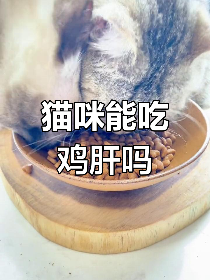猫咪吃鸡肝会中毒?揭秘猫粮中的诱食剂
