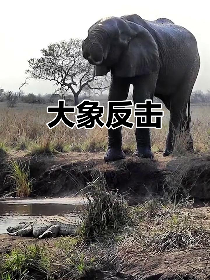 大象转身,鳄鱼吓得逃命,面子尽失!