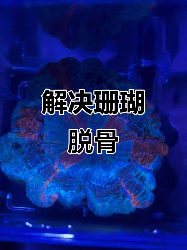 氯霉素浸泡半小时,轻松解决针叶珊瑚脱骨问题