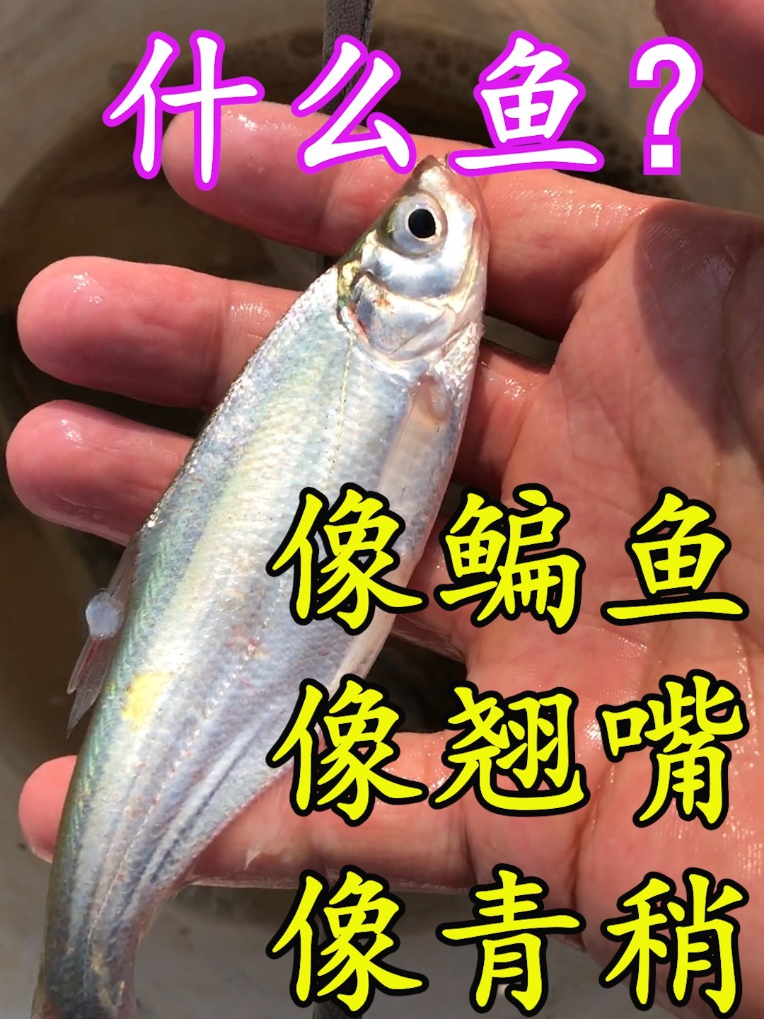这是什么鱼 长得像翘嘴、像鳊鱼、像青稍