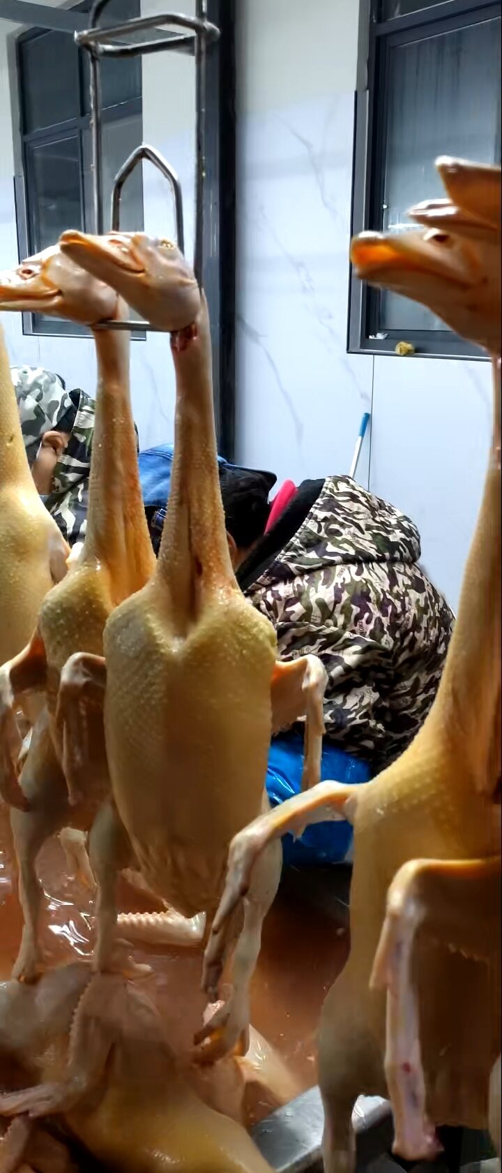 批发零售精品红头鸭老鸭仔麻鸭老麻鸭鸭腰鸭肠全国发货欢迎咨询订
