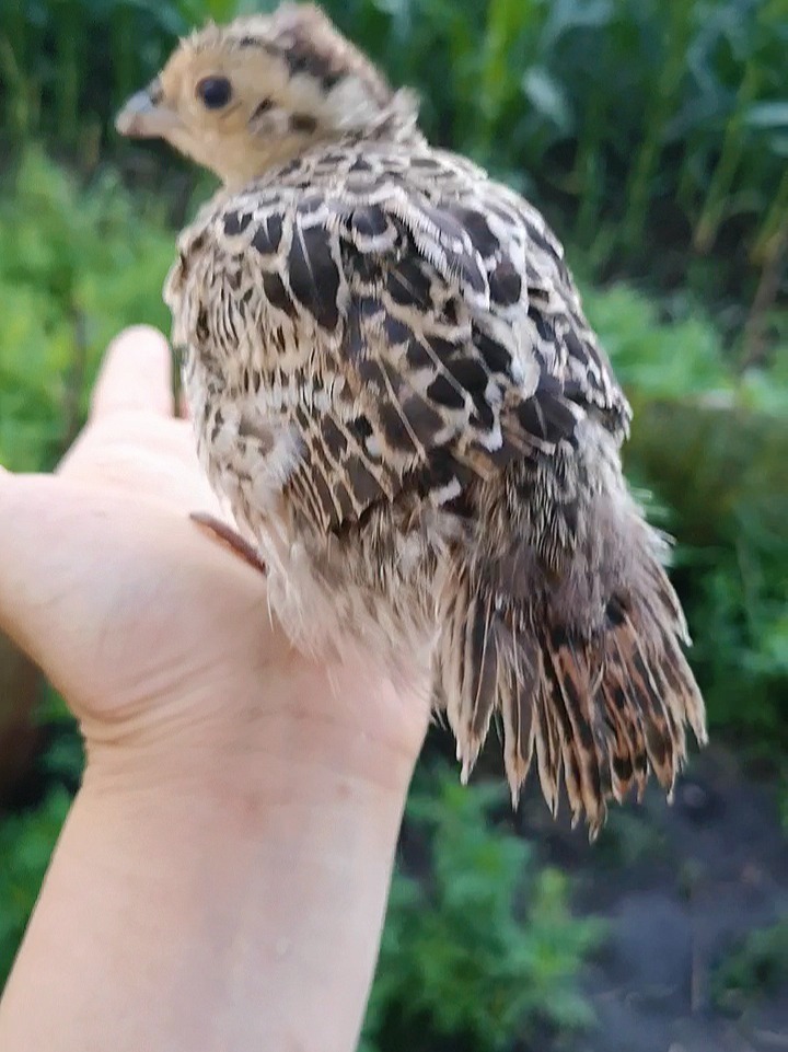 记录野鸡崽第二十九天