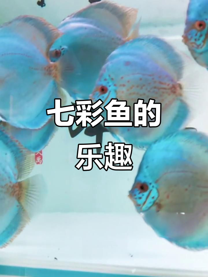 七彩鱼,玩的是品质与热情,放松但不失专注