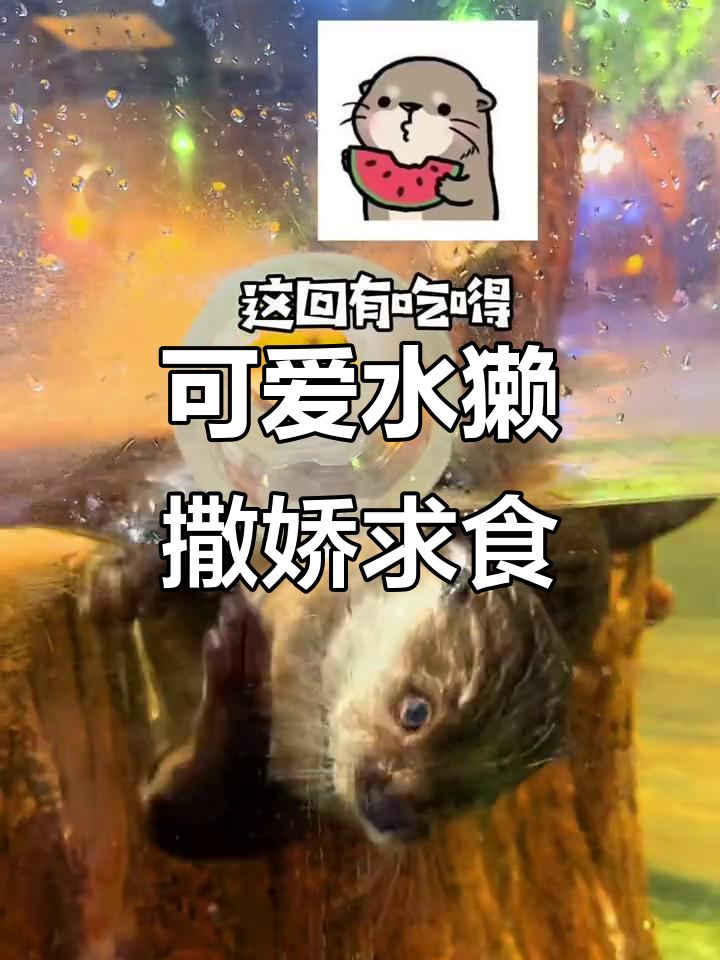 水獭撒娇讨食,王思聪的动物园真有趣