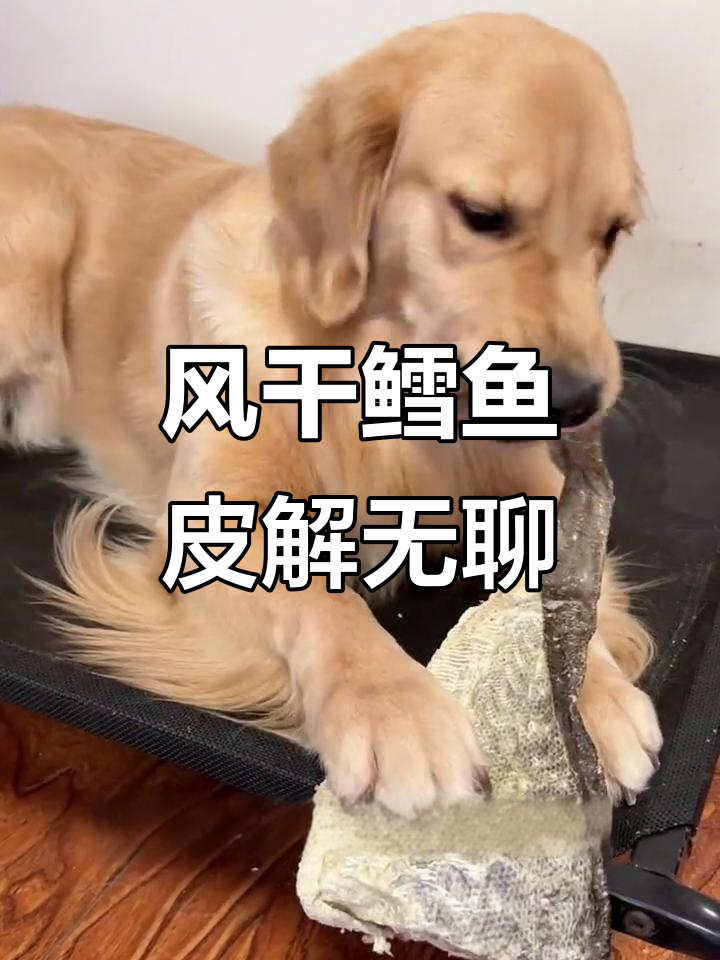 狗狗拆家怎么办?试试这个风干鳕鱼皮,让它忙个不停