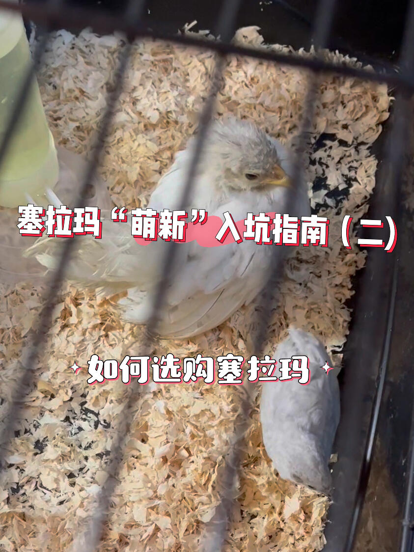 如何选购塞拉玛