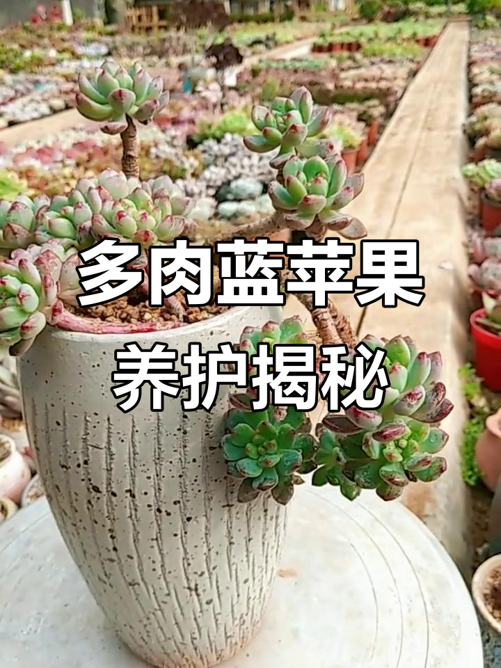 蓝苹果多肉植物:从叶片渐变到木质老桩的美丽转变