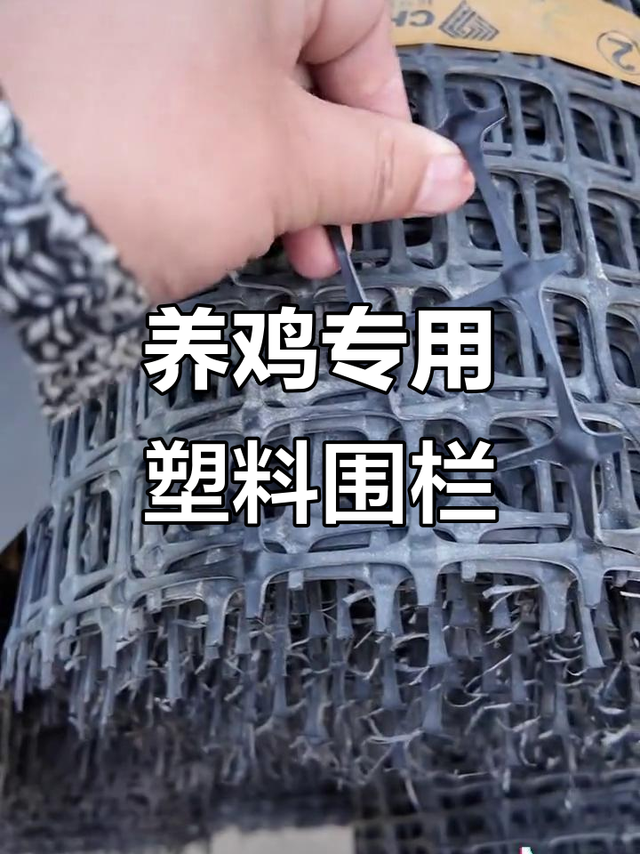 过年回家圈地养鸡,塑料围栏网效果超乎想象