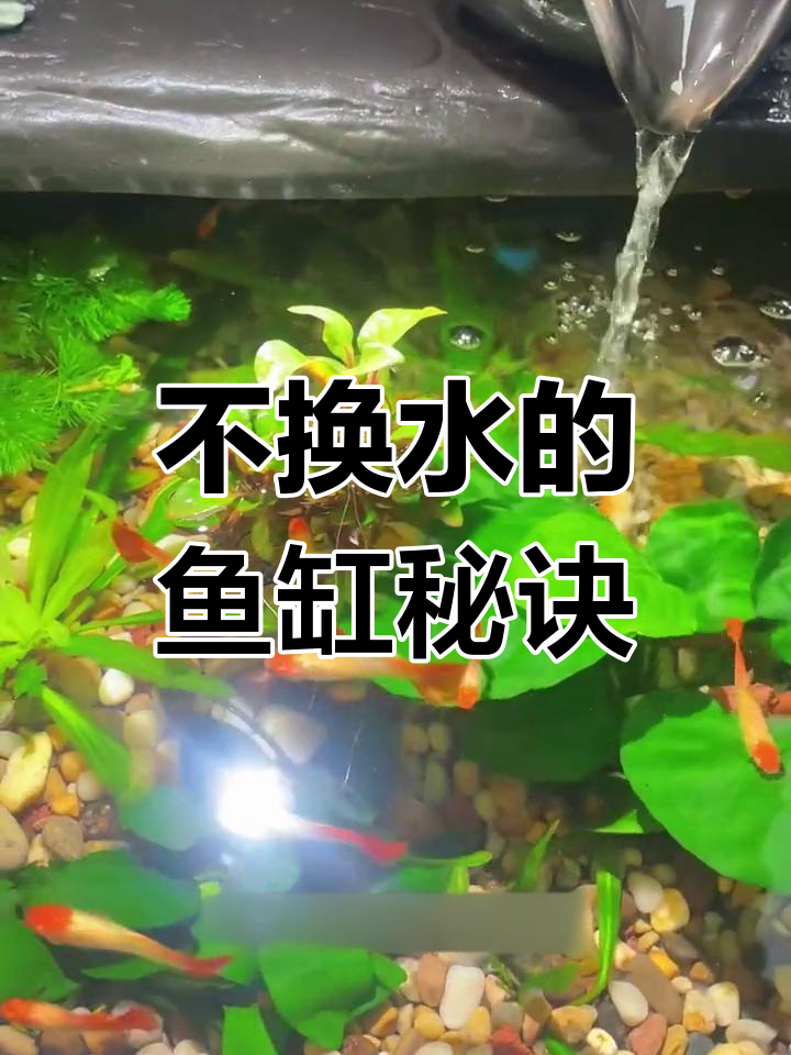鱼缸里的生态循环:如何让水质清澈不换水