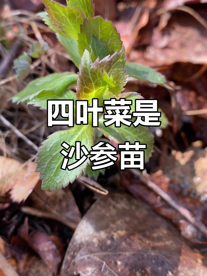 四叶菜原来是沙参的幼苗,阳坡林下常见