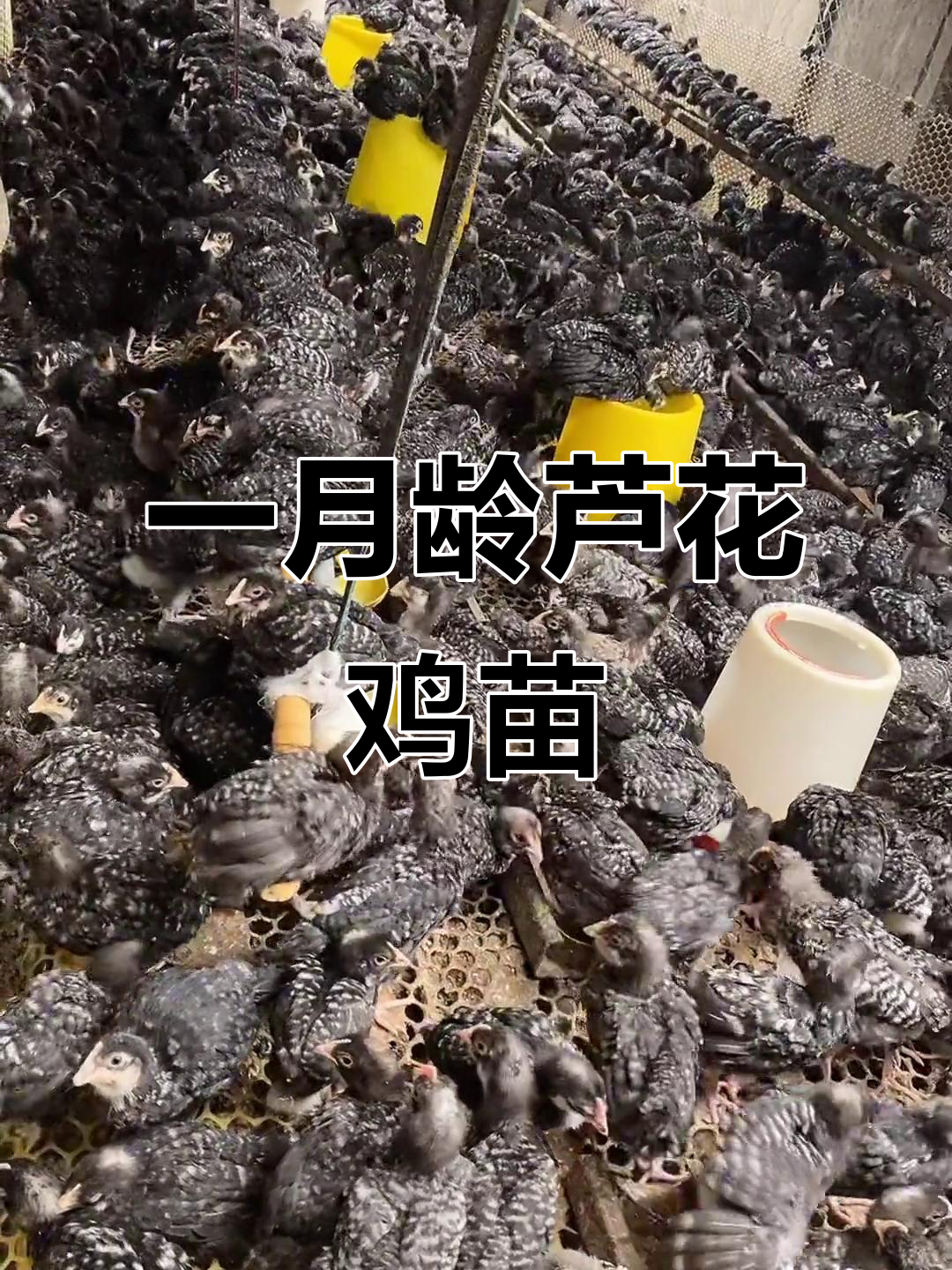 脱温芦花鸡苗,防疫到位,散养更健康