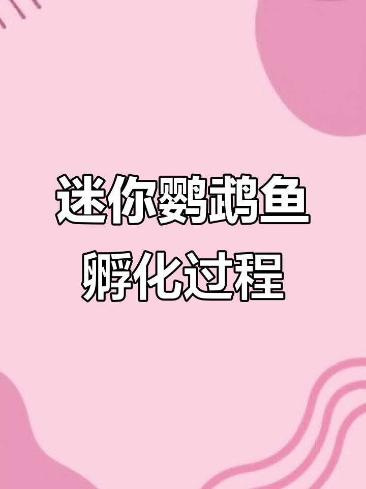 迷你鹦鹉鱼从产卵到起飞全过程,60天变化大揭秘